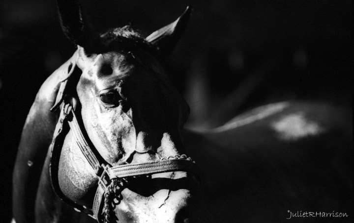 (c) Juliet Harrison. Contributed Photo. 